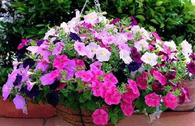 家庭種植花卉和蔬菜全面指南