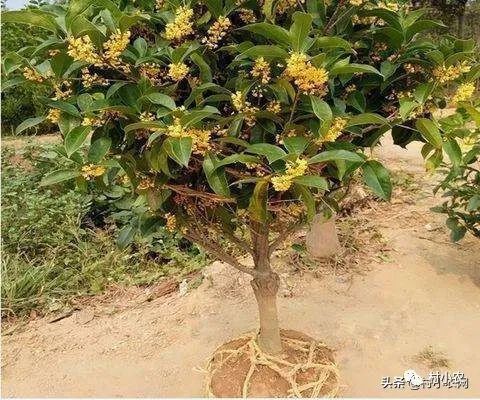 返鄉(xiāng)創(chuàng)業(yè)種植項(xiàng)目前景分析 野菜、花卉、花椒、藥材、果樹、蔬菜種植比較